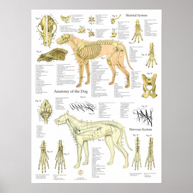 Hunde Skelettnerven Anatomie Diagramm Poster (Vorne)