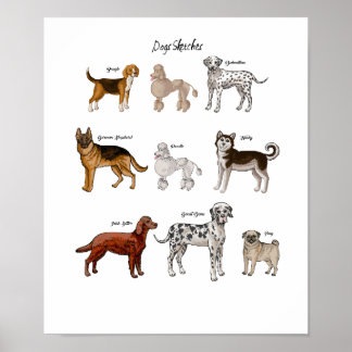 Hunde Sketches Poster