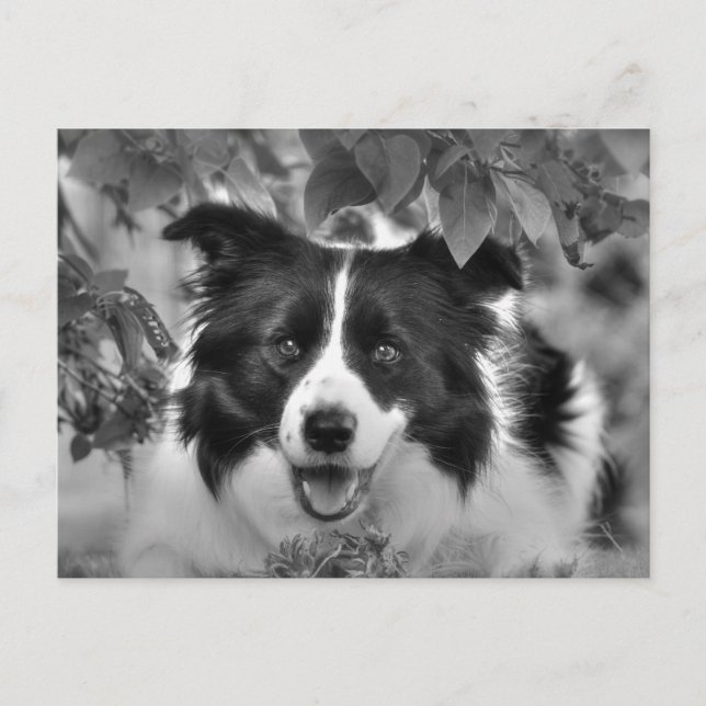 Hunde spielen in einem Blätterwald Postkarte (Vorderseite)