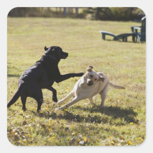 Hunde spielen quadratischer aufkleber