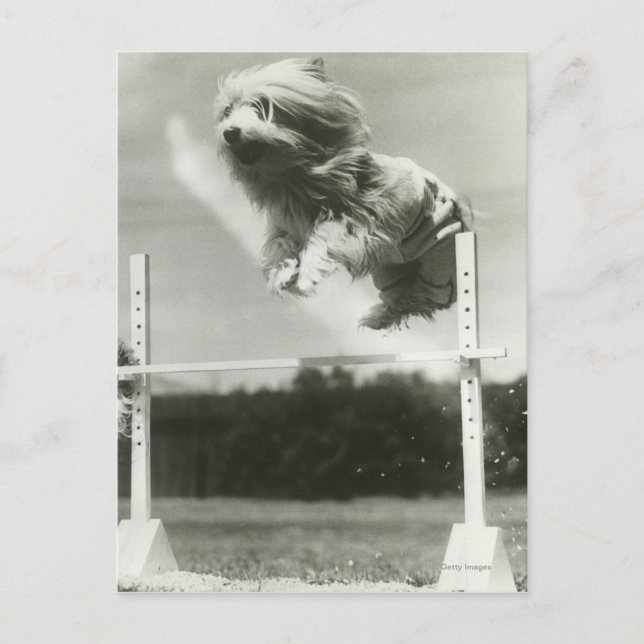 Hunde springen über miniaturhochspringende Bar Postkarte (Vorderseite)