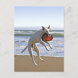 Hunde springen, um einen Schmutz am Strand zu fang Postkarte
