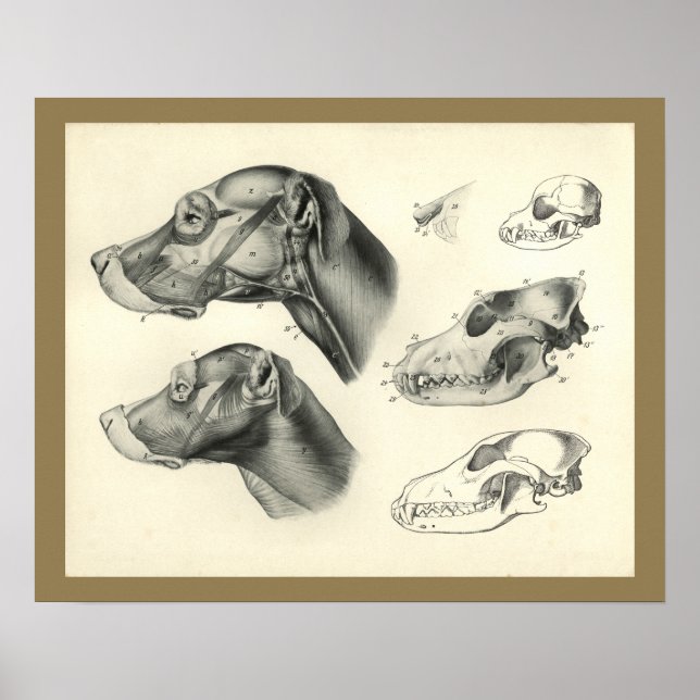 Hunde tierärztlicher Schädel Muskelanatomie Druck Poster (Vorne)