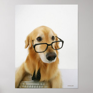 Hunde tragen Krawatte und Brille auf dem Stuhl sit Poster