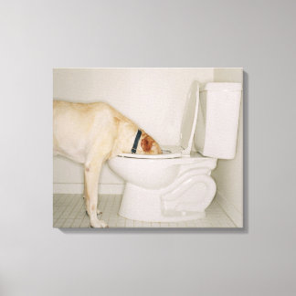 Hunde trinken aus der Toilette Leinwanddruck
