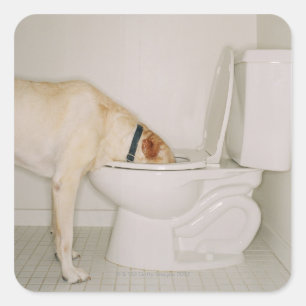 Hunde trinken aus der Toilette Quadratischer Aufkleber