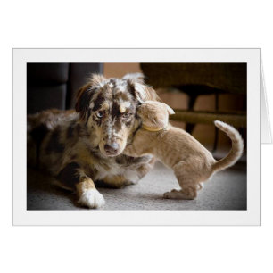 Hunde-u. Katzen-Liebe #1