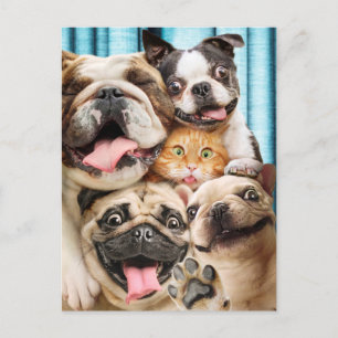 Hunde und ein Cat Group-Foto Einladungspostkarte