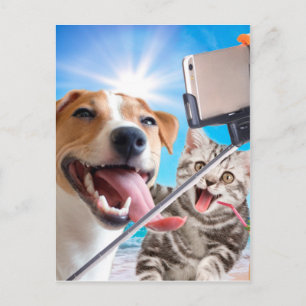 Hunde und Katze fotografieren sich selbst am Telef Postkarte