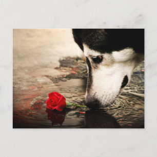 Hunde und Rote Rose Fotografie Postkarte