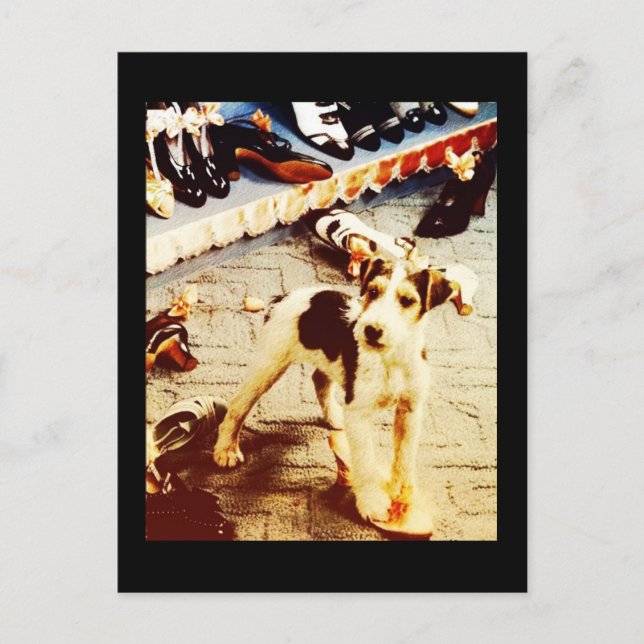 Hunde und Schuhe Postkarte (Vorderseite)
