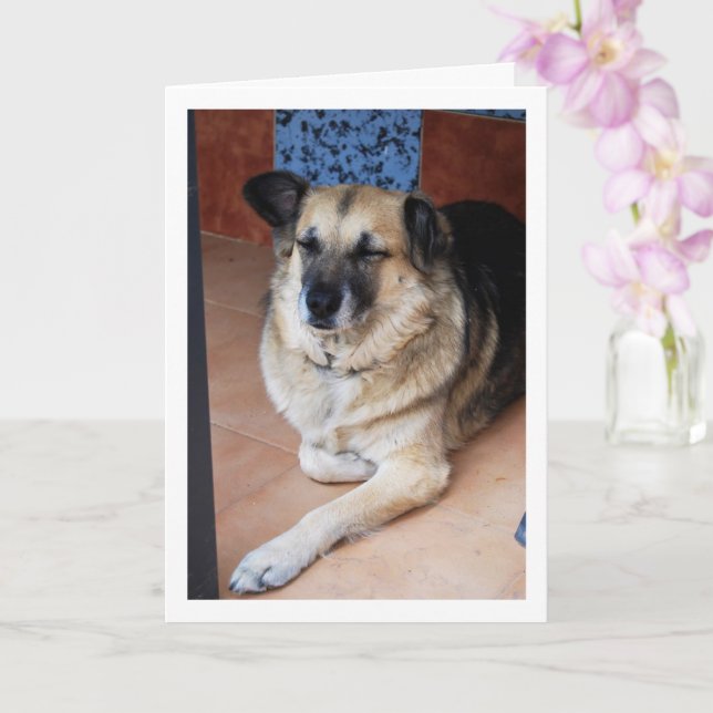 Hunde- und Tiles-Portrait Karte (Orchidee)