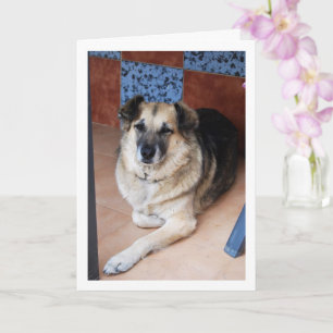 Hunde- und Tiles-Portrait Karte
