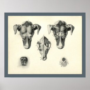 Hunde-Veterinär-Schädel-Kopf-Muskel-Anatomie-Druck Poster