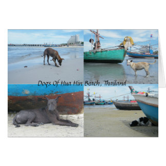 Hunde von Hua Hin Beach, Thailand