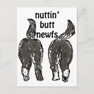 Hunde von Neufundland Postkarte