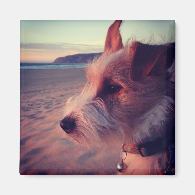 Hunde vor dem Strand Magnet (Vorne)