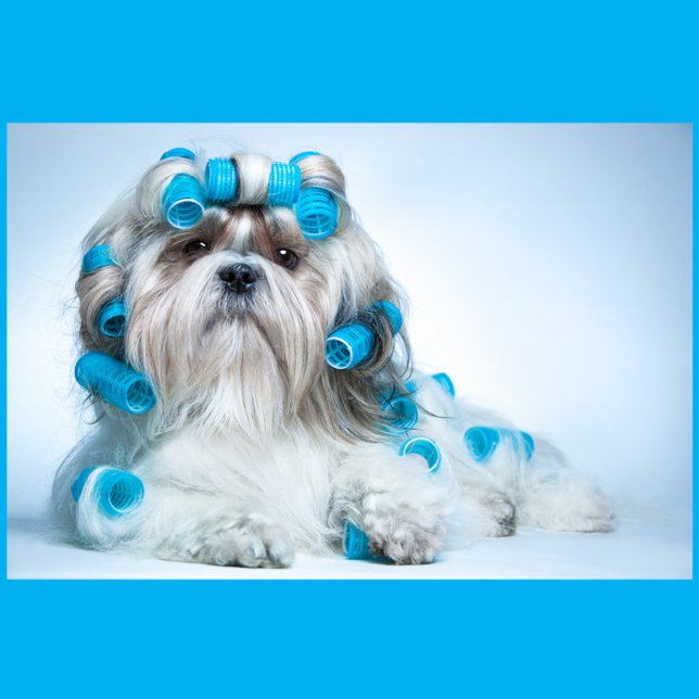 Hunde wachsen puzzle (A Shih Tzu dog lying down, adorned with numerous blue hair rollers.)