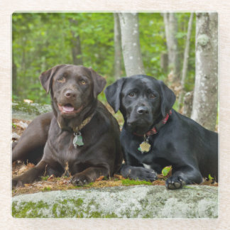 Hunde Welpen Schwarzes Labor Schokolade Labrador R Glasuntersetzer