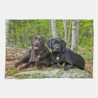 Hunde Welpen Schwarzes Labor Schokolade Labrador R Handtuch