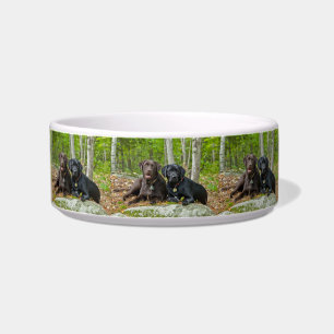 Hunde Welpen Schwarzes Labor Schokolade Labrador R Napf