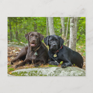 Hunde Welpen Schwarzes Labor Schokolade Labrador R Postkarte