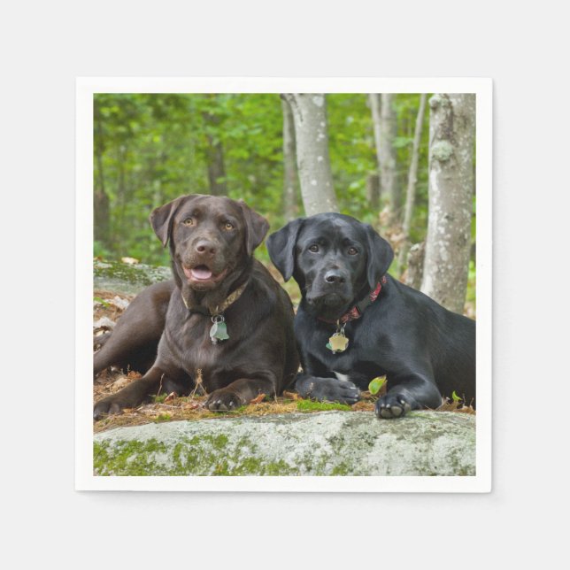 Hunde Welpen Schwarzes Labor Schokolade Labrador R Serviette (Vorderseite)