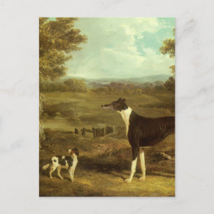 Hunde, Windhund und Spaniel, Doctor Fop by Herring Postkarte