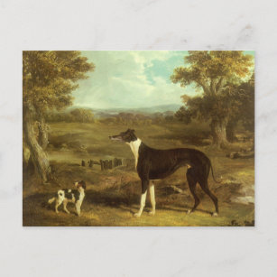 Hunde, Windhund und Spaniel, Doctor Fop by Herring Postkarte