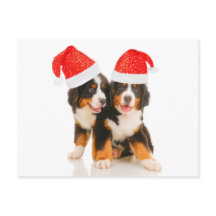 Hunde wünschen frohe Weihnachten