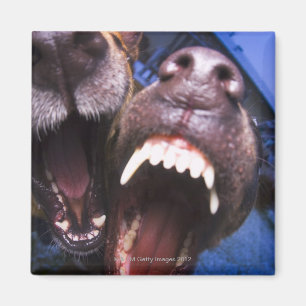 Hundeabstreifen Magnet
