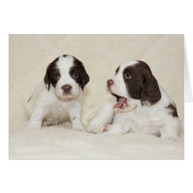 Hundeausweis (Vorderseite (Horizontal))