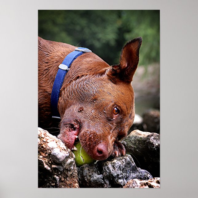 Hundebahn / Nase Nah hoch / Makro 2 Poster (Vorne)