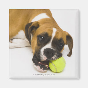 Hundebeißender Tennisball Magnet