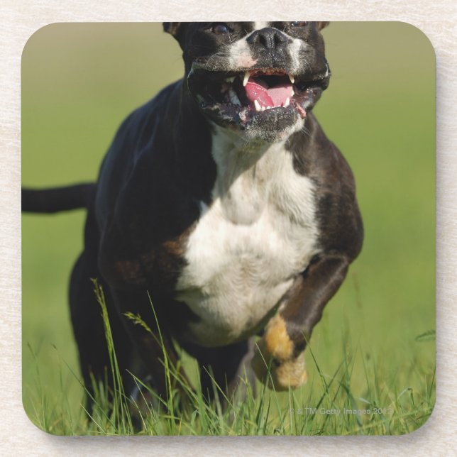 Hundebetrieb Getränkeuntersetzer (Vorderseite)