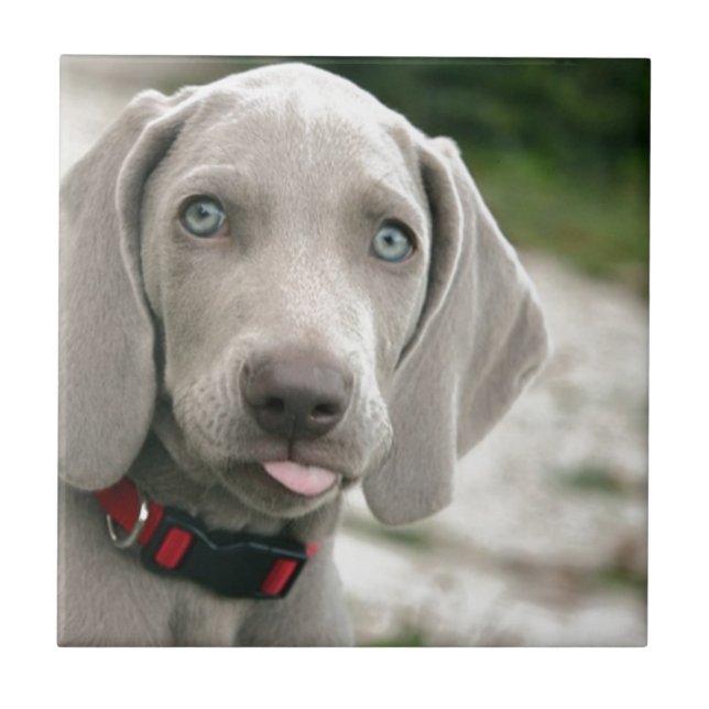 Hundebügel Fliese (Vorderseite)