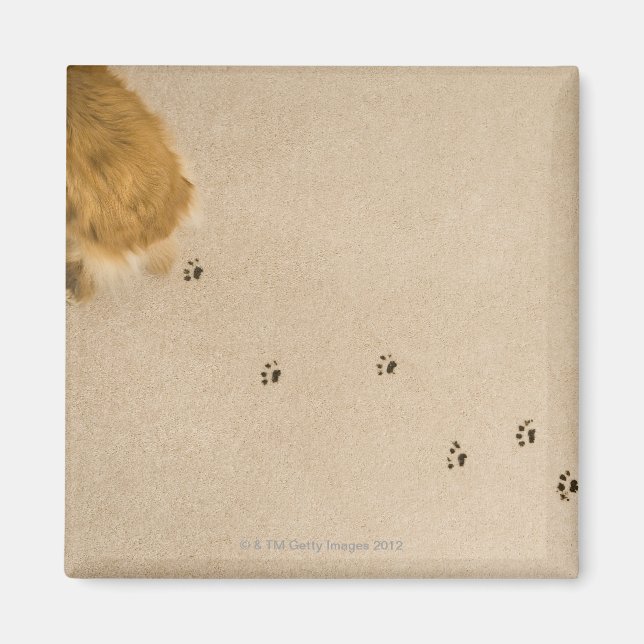 Hundedruck auf Teppich Magnet (Vorne)