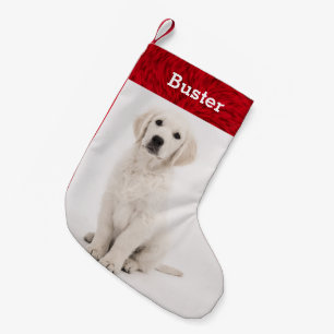 HundeFoto-Haustier-Namen-goldener Retriever-Welpe Kleiner Weihnachtsstrumpf