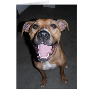 HundeFoto-Karte - Annie