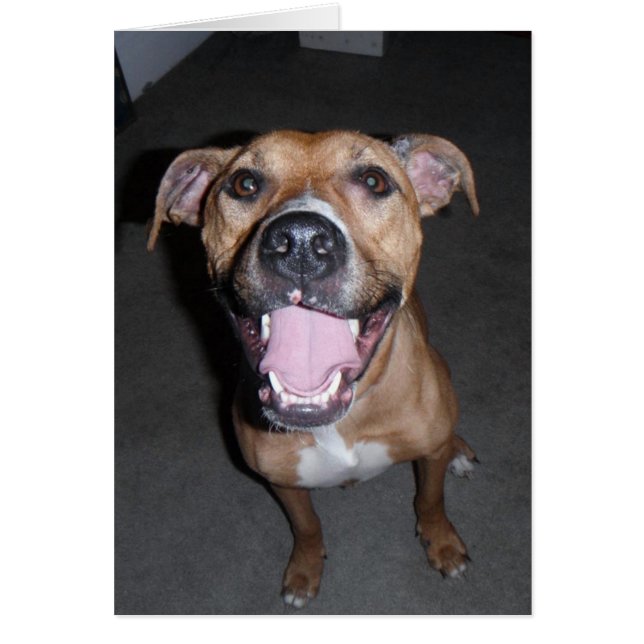 HundeFoto-Karte - Annie (Vorne)