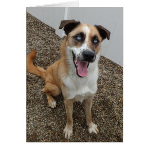 HundeFoto-Karte - blau