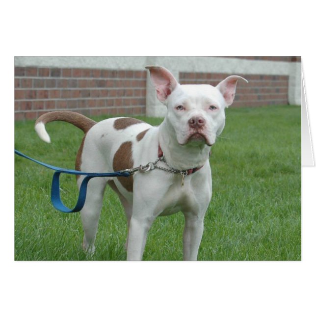 HundeFoto-Karte - Jersey (Vorderseite (Horizontal))