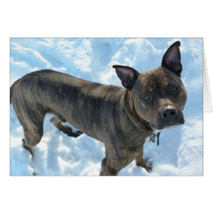 HundeFoto-Karte - Marshall-Essiggurken