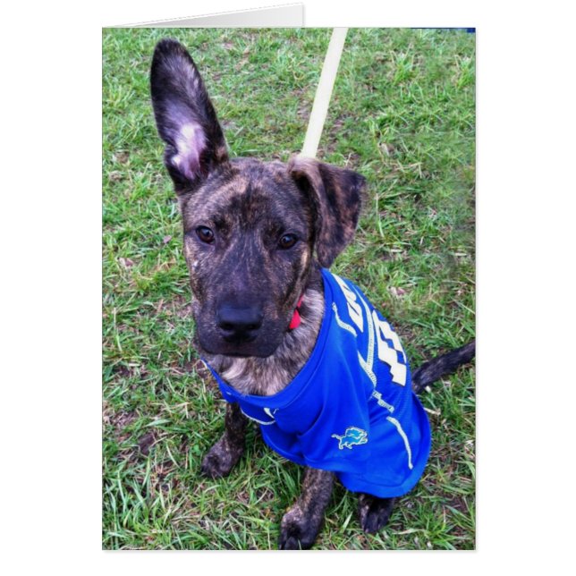 HundeFoto-Karte - null (Vorne)