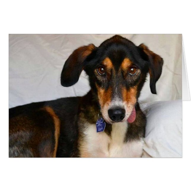 HundeFoto-Karte - Wacholderbusch (Vorderseite (Horizontal))