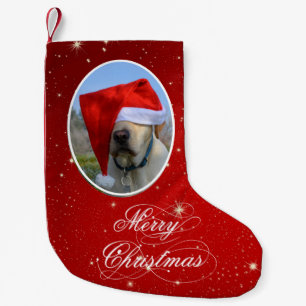 Hundefoto Kleiner Weihnachtsstrumpf