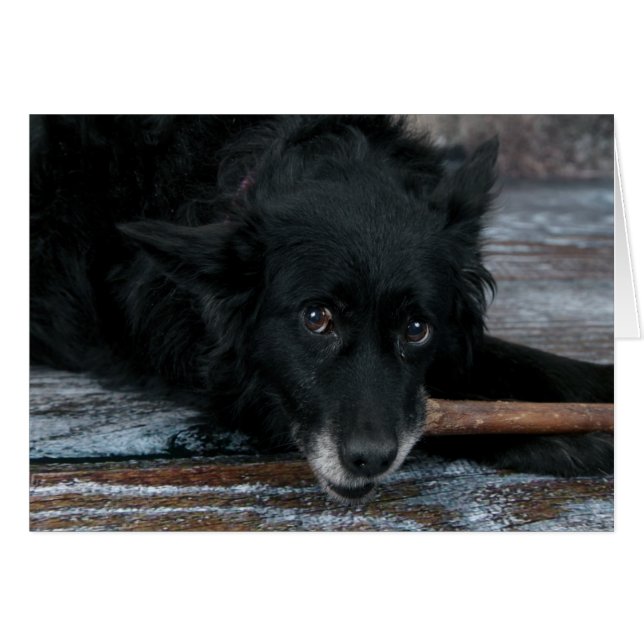 HundeFotokarte - Toto (Vorderseite (Horizontal))