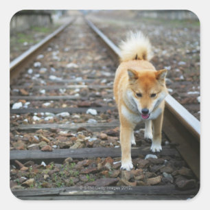 Hundegehende Bahn Quadratischer Aufkleber