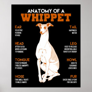 Hundegeschenk   Anatomie eines Peitschenhundes an  Poster