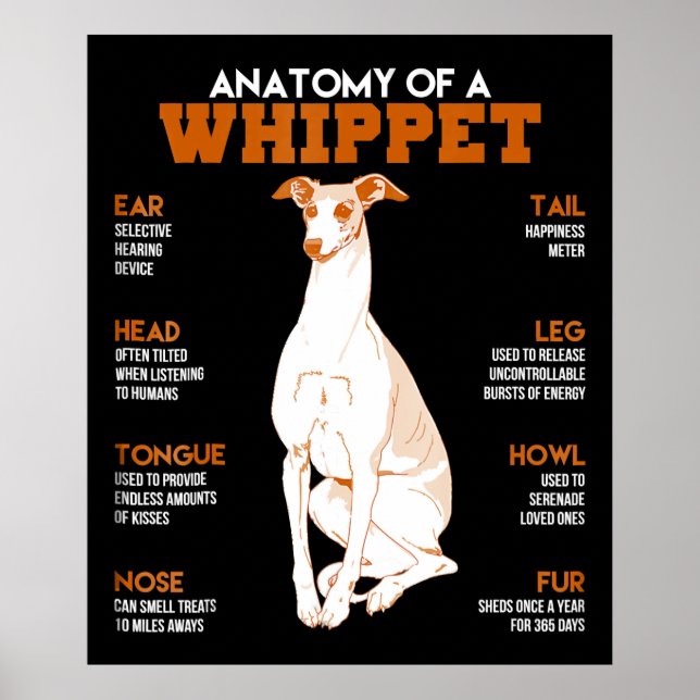 Hundegeschenk | Anatomie eines Peitschenhundes an  Poster (Vorne)